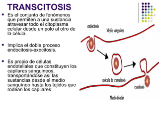 TRANSCITOSIS Es el conjunto de fenómenos que permiten a una sustancia atravesar todo el citoplasma celular desde un polo al otro de la célula. Implica el doble proceso endocitosis-exocitosis. Es propio de células endoteliales que constituyen los capilares sanguineos, transportándose así las sustancias desde el medio sanguíneo hasta los tejidos que rodean los capilares.  