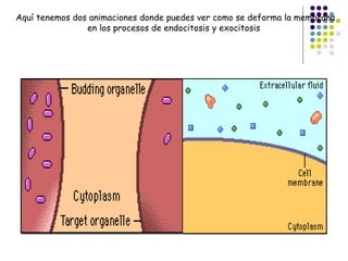 Aquí tenemos dos animaciones donde puedes ver como se deforma la membrana en los procesos de endocitosis y exocitosis                                                                                                                         