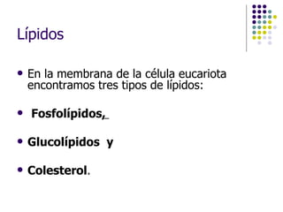 Lípidos En la membrana de la célula eucariota encontramos tres tipos de lípidos: Fosfolípidos ,  Glucolípidos  y  Colesterol . 
