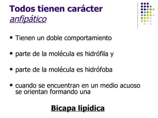 Todos tienen carácter  anfipático Tienen un doble comportamiento parte de la molécula es hidrófila y  parte de la molécula es hidrófoba cuando se encuentran en un medio acuoso se orientan formando una Bicapa lipídica   
