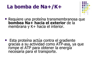 La bomba de Na+/K+ ,[object Object],[object Object]