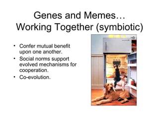 Genes and Memes… Working Together (symbiotic) Confer mutual benefit upon one another. Social norms support evolved mechanisms for cooperation. Co-evolution. 