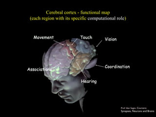 Cerebral cortex - functional map
(each region with its specific computational role)
Prof. Idan Segev, Coursera:
Synapses, Neurons and Brains
 