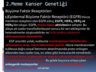 2.Meme Kanser Genetiği
 Büyüme Faktör Reseptörleri
1)Epidermal Büyüme Faktör Reseptörü (EGFR):Hücre
membran reseptörü olan EGFR ailesi; EGFR, HER2, HER3 ve
HER4’den oluşur. EGFR, tirozin kinaz aktivitesine sahiptir. Bu
aileye ait üyeler transfosforilasyon sonucu bir seri etkileşimler ile
heterodimerler oluşturabilirler ve farklı protein ailelerinin
aktivasyonunu düzenlerler.
 EGF aracılıklı yolak; nukleusta transkripsiyon faktörlerinin
aktivasyonu artar, hücre bölünmesi uyarılır. Hücre membranından
nukleusa doğru sinyal iletiminin aktarılmasında proto-onkogen
ailesinden bazı üyeler (ras, src ailesi gibi) buna aracılık etmektedir.
Bu sinyal iletim şelalesinde yer alan bir çok proto-onkogen çeşitli
kanserlerde etkili bulunmuştur. Bu şelale boyunca ortaya çıkan
onkogenik mutasyonlar devamlı olarak mitozu aktifleyen
sinyallerin taşınmasında rol alırlar
 