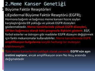 2.Meme Kanser Genetiği
 Büyüme Faktör Reseptörleri
1)Epidermal Büyüme Faktör Reseptörü (EGFR);
Hormona bağımlı ve bağımsız meme kanseri hücre soyları
karşılaştırığında ER yokluğu ve yüksek EGFR düzeyleri
gözlenmektedir. Meme tümörlerinde yüksek EGFR düzeyleri,
ER’den bağımsızz olarak kötü prognozla ilişkisini gösterir. EGF,
forbol esterler ve östrojen gibi maddeler EGFR düzeyini değiştirmek
için farklı mekanizmalar kullanabilirler. Meme kanserlerinde EGFR
amplifikasyon bulgularına karşılık herhangi bir mutasyon
bildirilmemiştir.
 Tüm meme kanserlerinin yaklaşık olarak yarısında EGFR’nün aşırı
üretimi saptanır, ancak amplifikasyon oranı %0 ile14 arasında
değişmektedir
 