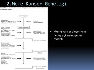 2.Meme Kanser Genetiği
 Meme kanser oluşumu ve
ilerleyişi,karsinogenez
modeli
 