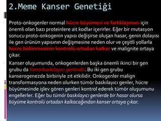 2.Meme Kanser Genetiği
 Proto-onkogenler normal hücre büyümesi ve farklılaşması için
önemli olan bazı proteinlere ait kodlar içerirler. Eğer bir mutasyon
sonucu proto-onkogenin yapısı değişirse oluşan hasar, genin dolayısı
ile gen ürünün yapısının değişmesine neden olur ve çeşitli yollarla
hücre bölünmesinin kontrolü ortadan kalkar ve malignite ortaya
çıkar.
 Kanser oluşumunda, onkogenlerden başka önemli ikinci bir gen
grubu da tümörbaskılayıcı genlerdir. Bu iki gen grubu
kanserogenezde birbiriyle zıt etkilidir. Onkogenler malign
transformasyona neden olurken tümör baskılayıcı genler, hücre
büyümesinde işlev gören genleri kontrol ederek tümör oluşumunu
engellerler. Eğer bu tümör baskılayıcı genlerde bir hasar olursa
büyüme kontrolü ortadan kalkacağından kanser ortaya ç›kar.
 