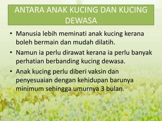 Memelihara kucing | PPTX