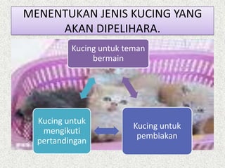 Memelihara kucing | PPTX