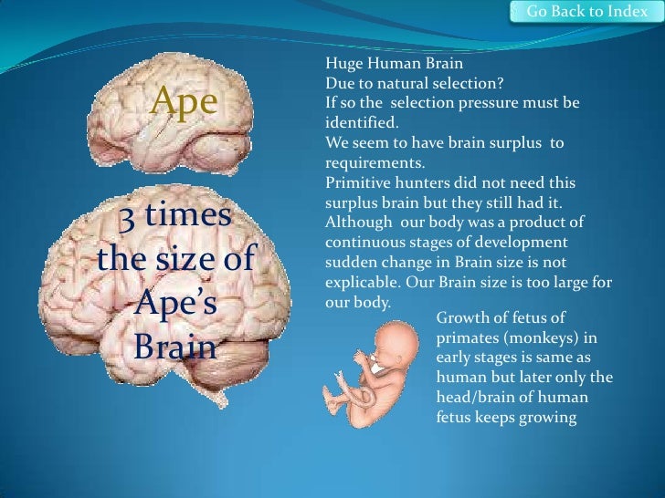 meme machine brain size meme
