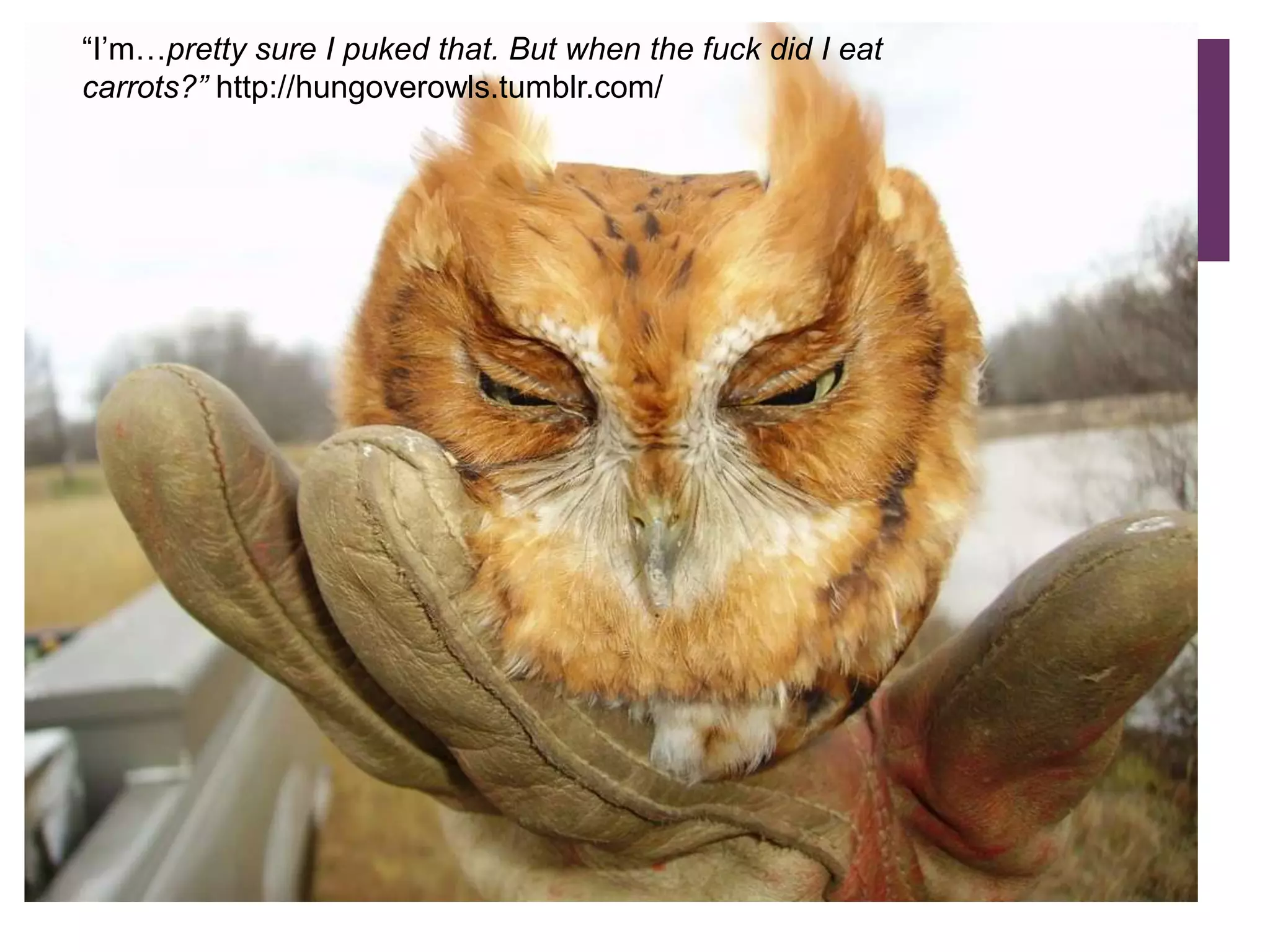 The Golden Rule of Blogging:“I’m…pretty sure I puked that. But when the fuck did I eat carrots?” http://hungoverowls.tumblr.com/