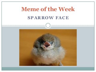 Meme of the Week
SPARROW FACE

 