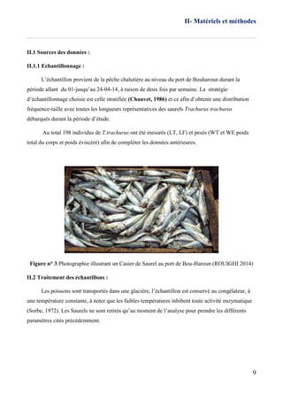 II- Matériels et méthodes
9
II.1 Sources des données :
II.1.1 Echantillonnage :
L’échantillon provient de la pêche chalutière au niveau du port de Bouharoun durant la
période allant du 01-jusqu’au 24-04-14, à raison de deux fois par semaine. La stratégie
d’échantillonnage choisie est celle stratifiée (Chauvet, 1986) et ce afin d’obtenir une distribution
fréquence-taille avec toutes les longueurs représentatives des saurels Trachurus trachurus
débarqués durant la période d’étude.
Au total 198 individus de T.trachurus ont été mesurés (LT, LF) et pesés (WT et WE poids
total du corps et poids éviscéré) afin de compléter les données antérieures.
Figure n° 3:Photographie illustrant un Casier de Saurel au port de Bou-Haroun (ROUIGHI 2014)
II.2 Traitement des échantillons :
Les poissons sont transportés dans une glacière, l’échantillon est conservé au congélateur, à
une température constante, à noter que les faibles températures inhibent toute activité enzymatique
(Sorbe, 1972). Les Saurels ne sont retirés qu’au moment de l’analyse pour prendre les différents
paramètres cités précédemment.
 