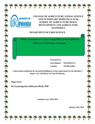 COLLEGE OF AGRICULTURE ANIMAL SCIENCE
AND VETERINARY MEDICINE (CAVM)
SCHOOL OF AGRICULTURE RURAL
DEVELOPMENT AND AGRICULTURE
ECONOMICS
DEPARTMENT OF CROP SCIENCE
Presented by:
Jean Baptiste NDAHIMANA
Ladislas NIYIRAGIRA
A dissertation submitted for the partial fulfillment of the requirement for the Bachelor’s
degree (A0) with Honor in Crop Production.
Supervisor:
Dr.Nyamangyoku Ishibwela Obedi, PhD
Academic year: 2015-2016
Busogo, May 2016
TOPIC: Evaluation of Genetic Compatibility between Different
Cultivars of Irish Potato in Rwanda
 
