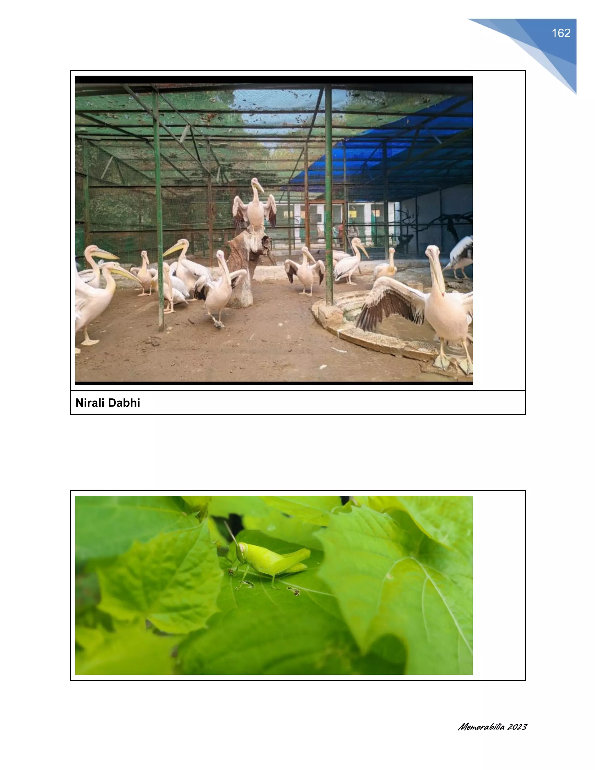 Memorabilia 2023
162
Nirali Dabhi
 