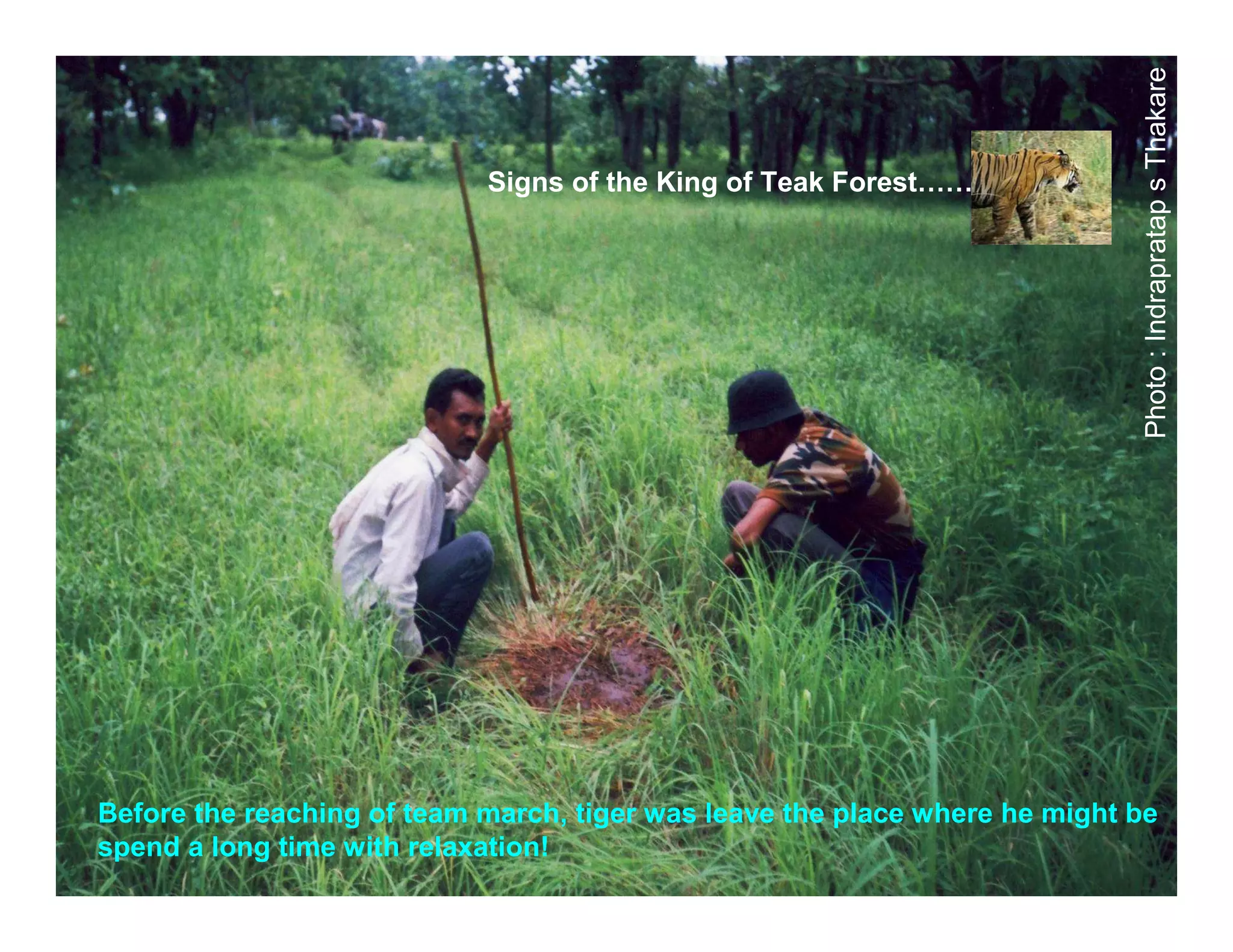 Photo : Indrapratap s Thakare
                            Signs of the King of Teak Forest……




Before the reaching of team march, tiger was leave the place where he might be
spend a long time with relaxation!
 