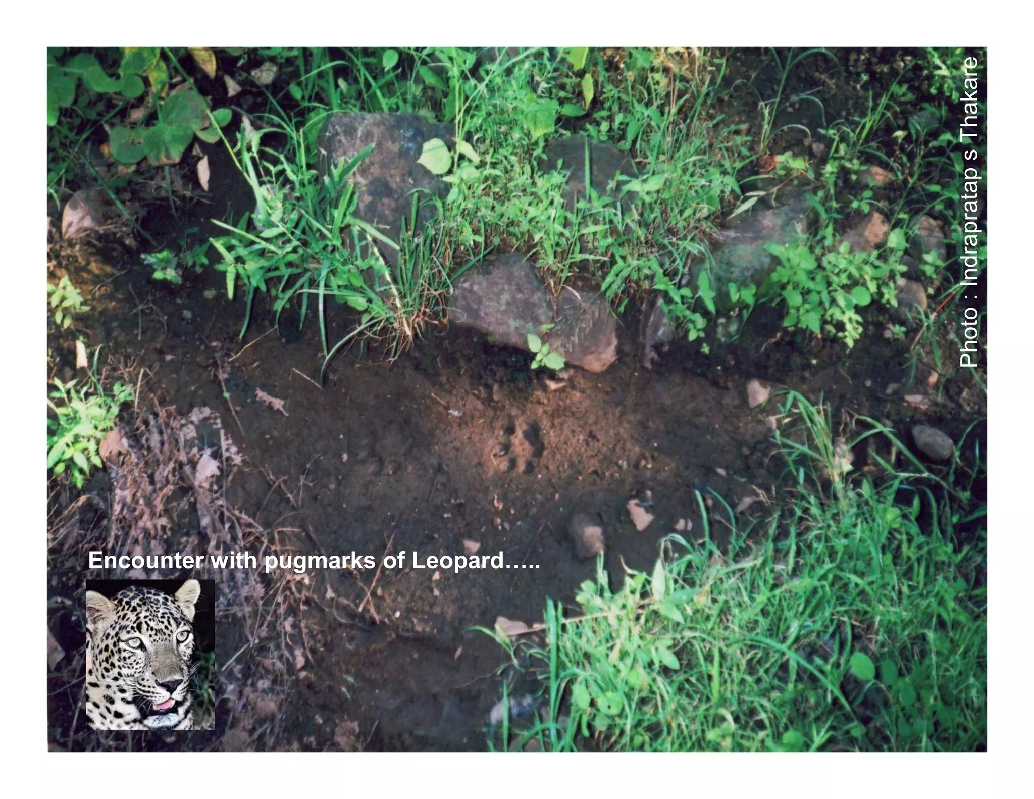Photo : Indrapratap s Thakare
Encounter with pugmarks of Leopard…..
 