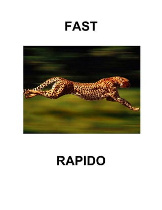 FAST
RAPIDO
 