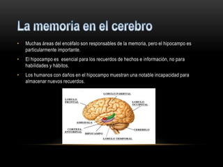 •   Muchas áreas del encéfalo son responsables de la memoria, pero el hipocampo es
    particularmente importante.
•   El hipocampo es esencial para los recuerdos de hechos e información, no para
    habilidades y hábitos.
•   Los humanos con daños en el hipocampo muestran una notable incapacidad para
    almacenar nuevos recuerdos.
 