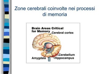 Zone cerebrali coinvolte nei processi
di memoria
 