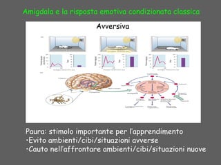 Amigdala e la risposta emotiva condizionata classica
Paura: stimolo importante per l’apprendimento
•Evito ambienti/cibi/situazioni avverse
•Cauto nell’affrontare ambienti/cibi/situazioni nuove
Avversiva
 