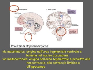 via mesolimbica: origina nell’area tegmentale ventrale e
termina nel nucleo accumbens
via mesocorticale: origina nell’area tegmentale e proietta alla
neocorteccia, alla corteccia limbica e
all’ippocampo
Proiezioni dopaminergiche
 