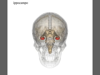 ippocampo
ippocampo
 
