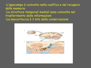 •L’ippocampo è coinvolto nella codifica e nel recupero
delle memorie
•Le strutture temporali mediali sono coinvolte nel
trasferimento delle informazioni
•La neocorteccia è il sito della conservazione
 