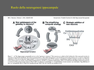 Ruolo della neurogenesi ippocampale
 