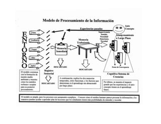 Modelo de procesamiento de la información