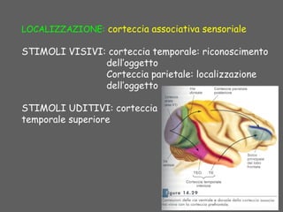LOCALIZZAZIONE: corteccia associativa sensoriale
STIMOLI VISIVI: corteccia temporale: riconoscimento
dell’oggetto
Corteccia parietale: localizzazione
dell’oggetto
STIMOLI UDITIVI: corteccia
temporale superiore
 