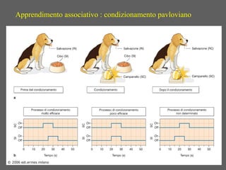 Apprendimento associativo : condizionamento pavloviano
 