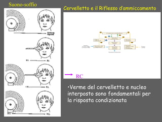 Cervelletto e il Riflesso d’ammiccamento
RC
•Verme del cervelletto e nucleo
interposto sono fondamentali per
la risposta condizionata
Suono-soffio
 