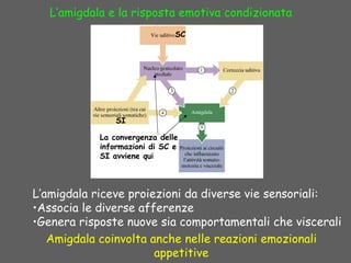 L’amigdala riceve proiezioni da diverse vie sensoriali:
•Associa le diverse afferenze
•Genera risposte nuove sia comportamentali che viscerali
L’amigdala e la risposta emotiva condizionata
Amigdala coinvolta anche nelle reazioni emozionali
appetitive
La convergenza delle
informazioni di SC e
SI avviene qui
SI
SC
 