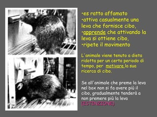 •es ratto affamato
•attiva casualmente una
leva che fornisce cibo,
•apprende che attivando la
leva si ottiene cibo,
•ripete il movimento
L'animale viene tenuto a dieta
ridotta per un certo periodo di
tempo, per motivare la sua
ricerca di cibo.
Se all'animale che preme la leva
nel box non si fa avere più il
cibo, gradualmente tenderà a
non premere più la leva
(ESTINZIONE)(ESTINZIONE)
 