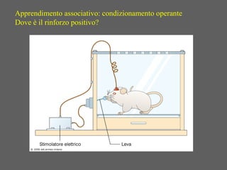 Apprendimento associativo: condizionamento operante
Dove è il rinforzo positivo?
 