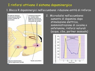 2. Microdialisi nell’accumbens:
aumento di dopamina dopo
stimolazione elettrica,
somministrazione di cocaina o
anfetamina, rinforzi naturali
(acqua, cibo, partner sessuale)
I rinforzi attivano il sistema dopaminergico
1. Blocco R dopaminergici nell’accumbens: riduzione entità di rinforzo
 