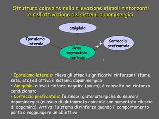 • Ipotalamo laterale: rileva gli stimoli significativi rinforzanti (fame,
sete, etc) ed attiva il sistema dopaminergico
• Amigdala: rileva i rinforzi negativi (paura), è coinvolta nel rinforzo
condizionato
• Corteccia prefrontale: fa sinapsi glutamatergiche su neuroni
dopaminergici (rilascio di glutammato coincide con aumentato rilascio
di dopamina). Attiva il sistema di rinforzo quando il comportamento
porta a raggiungere un obiettivo
Area
tegmentale
ventrale
amigdala
Ipotalamo
laterale
Corteccia
prefrontale
Strutture coinvolte nella rilevazione stimoli rinforzantiStrutture coinvolte nella rilevazione stimoli rinforzanti
e nell’attivazione dei sistemi dopaminergicie nell’attivazione dei sistemi dopaminergici
+
x
x
 