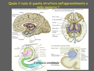 Quale il ruolo di queste strutture nell’apprendimento e
nella memoria ?
Corteccia entorinale
 