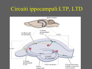 Circuiti ippocampali:LTP, LTD
 