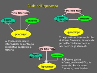Ruolo dell’ippocampoRuolo dell’ippocampo
Sapore
del biscotto
Vista della tazza
emozione
ippocampo
A. L’ippocampo riceve
informazioni da corteccia
associativa sensoriale e
motoria
Sapore
del biscotto
Vista della tazza
emozione
ippocampo
C. Lega insieme le memorie che
si stanno formando, in modo da
permetterci di ricordare le
relazioni tra gli elementi
Sapore
del biscotto
Vista della tazza
emozione
ippocampo
B. Elabora queste
informazioni e modifica le
memorie che si stanno
formando, associandole
 