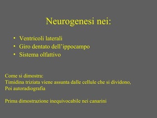 Neurogenesi nei:
• Ventricoli laterali
• Giro dentato dell’ippocampo
• Sistema olfattivo
Come si dimostra:
Timidina triziata viene assunta dalle cellule che si dividono,
Poi autoradiografia
Prima dimostrazione inequivocabile nei canarini
 