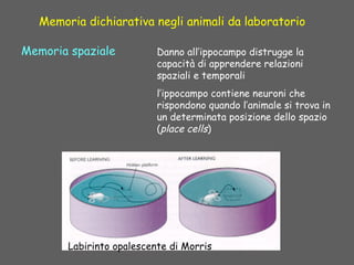 Danno all’ippocampo distrugge la
capacità di apprendere relazioni
spaziali e temporali
l’ippocampo contiene neuroni che
rispondono quando l’animale si trova in
un determinata posizione dello spazio
(place cells)
Memoria spaziale
Memoria dichiarativa negli animali da laboratorio
Labirinto opalescente di Morris
 