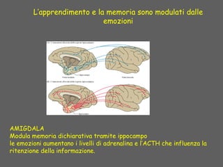 L’apprendimento e la memoria sono modulati dalle
emozioni
AMIGDALA
Modula memoria dichiarativa tramite ippocampo
le emozioni aumentano i livelli di adrenalina e l’ACTH che influenza la
ritenzione della informazione.
 