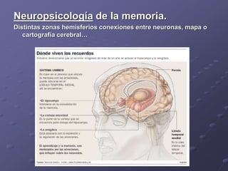 Neuropsicología de la memoria.
Distintas zonas hemisferios conexiones entre neuronas, mapa o
cartografía cerebral…
 