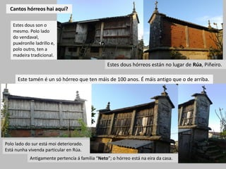 Cantos hórreos hai aquí?
Estes dous son o
mesmo. Polo lado
do vendaval,
puxéronlle ladrillo e,
polo outro, ten a
madeira tradicional.
Este tamén é un só hórreo que ten máis de 100 anos. É máis antigo que o de arriba.
Polo lado do sur está moi deteriorado.
Está nunha vivenda particular en Rúa.
Antigamente pertencía á familia “Neto”; o hórreo está na eira da casa.
Estes dous hórreos están no lugar de Rúa, Piñeiro.
 