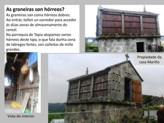 As graneiras son hórreos?
As graneiras son coma hórreos dobres.
Ao entrar, teñen un corredor para acceder
ás dúas zonas de almacenamento do
cereal.
Na parroquia de Tapia atopamos varios
hórreos deste tipo, o que fala dunha zona
de labregos fortes, con colleitas de millo
grandes.
Propiedade da
casa Mariño
Vista do interior.
 