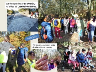 Subindo polo Mar de Ovellas,
na aldea de Castiñeiro de Lobo.
Patricia, amosounos un peido
de lobo, cheo de esporas.
 