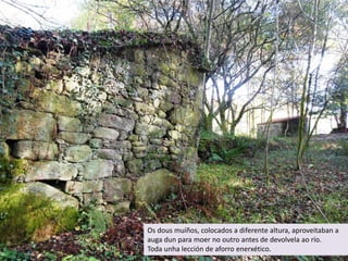 Os dous muíños, colocados a diferente altura, aproveitaban a
auga dun para moer no outro antes de devolvela ao río.
Toda unha lección de aforro enerxético.
 