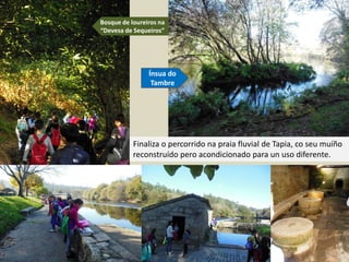 Bosque de loureiros na
“Devesa de Sequeiros”
Ínsua do
Tambre
Finaliza o percorrido na praia fluvial de Tapia, co seu muíño
reconstruído pero acondicionado para un uso diferente.
 